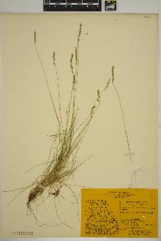 spécimen de Festuca brachyphylla
