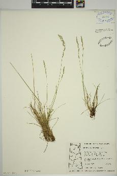 spécimen de Festuca saximontana