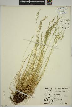 spécimen de Festuca saximontana