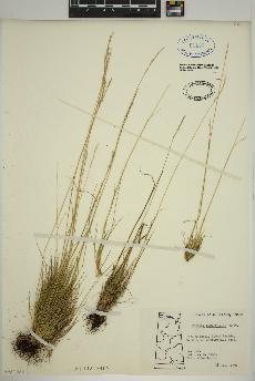 spécimen de Festuca saximontana