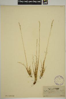 spécimen de Festuca saximontana