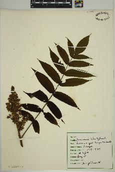 spécimen de Rhus typhina