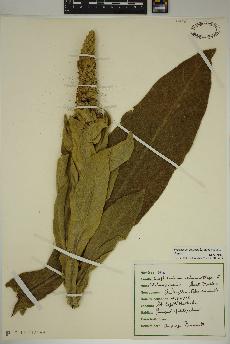 spécimen de Verbascum thapsus