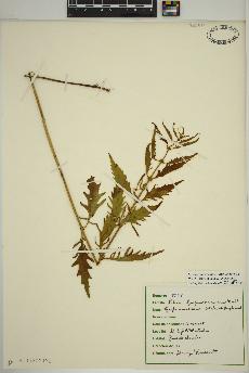 spécimen de Lycopus americanus