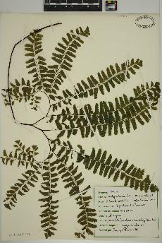 spécimen de Adiantum pedatum