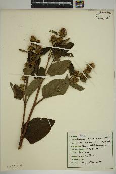 spécimen de Arctium minus