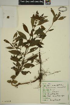 spécimen de Mentha canadensis