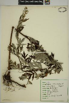 spécimen de Artemisia vulgaris