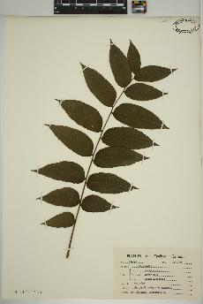 spécimen de Juglans nigra