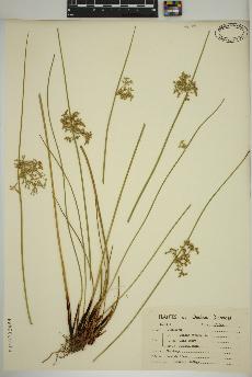 spécimen de Juncus effusus