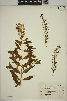 spécimen de Lysimachia terrestris