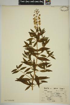 spécimen de Lysimachia terrestris