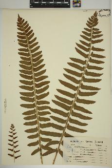 spécimen de Polystichum acrostichoides