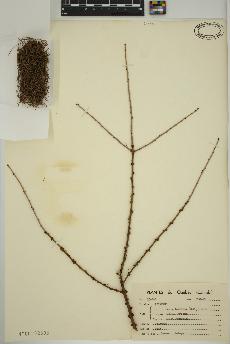 spécimen de Larix laricina