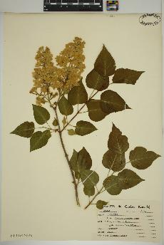 spécimen de Syringa japonica