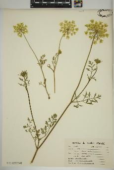 spécimen de Daucus carota