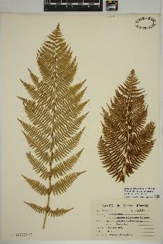 spécimen de Athyrium filix-femina