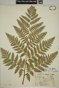 spécimen de Pteridium aquilinum