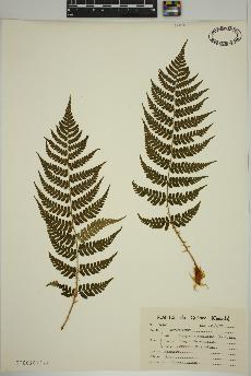 spécimen de Dryopteris marginalis