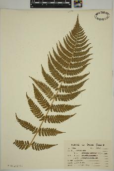 spécimen de Dryopteris marginalis