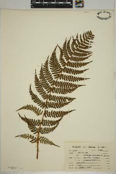 spécimen de Dryopteris marginalis