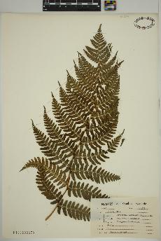 spécimen de Dryopteris marginalis