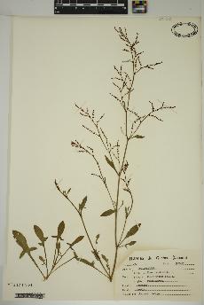 spécimen de Rumex acetosella