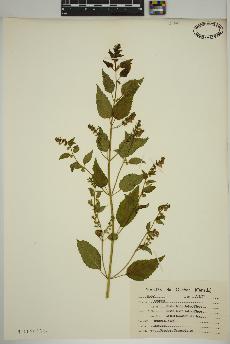 spécimen de Scutellaria lateriflora