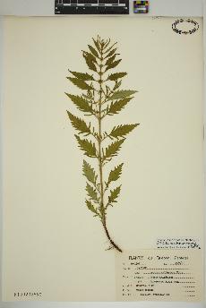 spécimen de Lycopus americanus