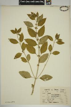 spécimen de Mentha canadensis