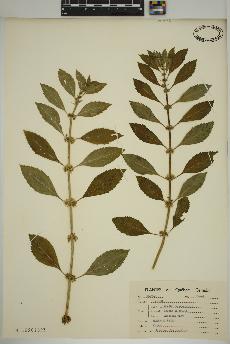 spécimen de Mentha canadensis