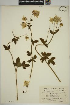 spécimen de Aquilegia vulgaris