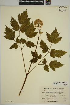 spécimen de Actaea rubra