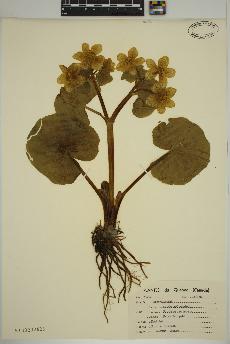 spécimen de Caltha palustris