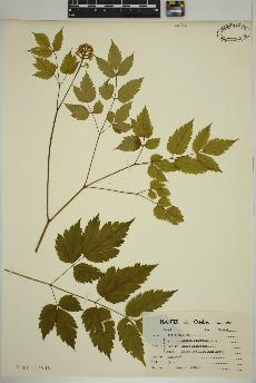 spécimen de Actaea pachypoda