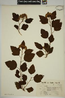 spécimen de Physocarpus opulifolius