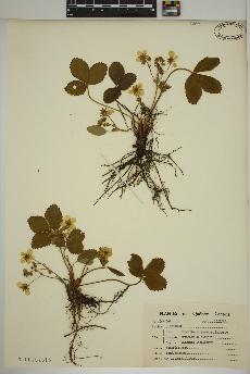 spécimen de Fragaria virginiana