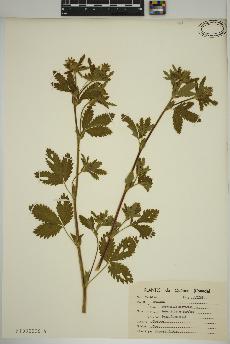 spécimen de Potentilla norvegica