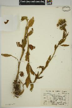 spécimen de Erigeron annuus