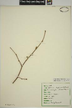 spécimen de Corylus cornuta