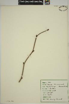 spécimen de Tilia americana