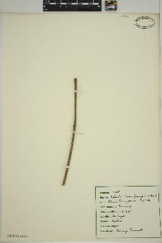 spécimen de Fraxinus pennsylvanica