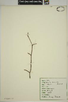 spécimen de Amelanchier 