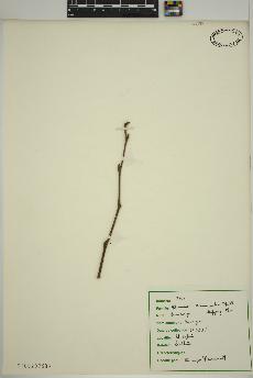 spécimen de Ulmus rubra