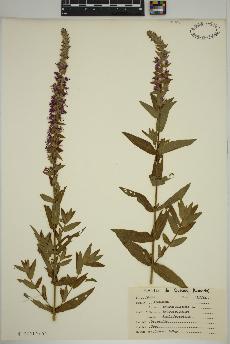 spécimen de Lythrum salicaria