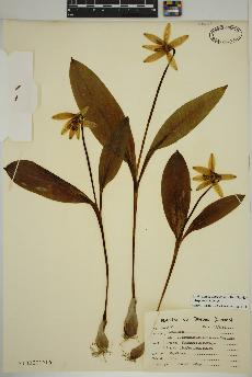 spécimen de Erythronium americanum