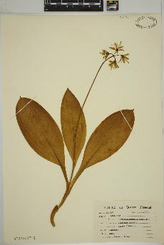 spécimen de Clintonia borealis