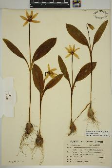 spécimen de Erythronium americanum