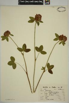 spécimen de Trifolium pratense