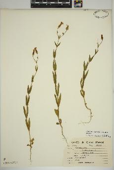 spécimen de Dianthus armeria